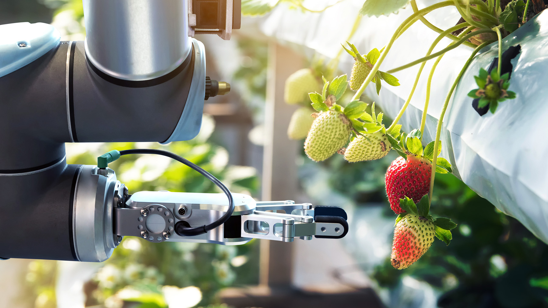 In the strawberry field, an robot arm is picking ripe fruit.