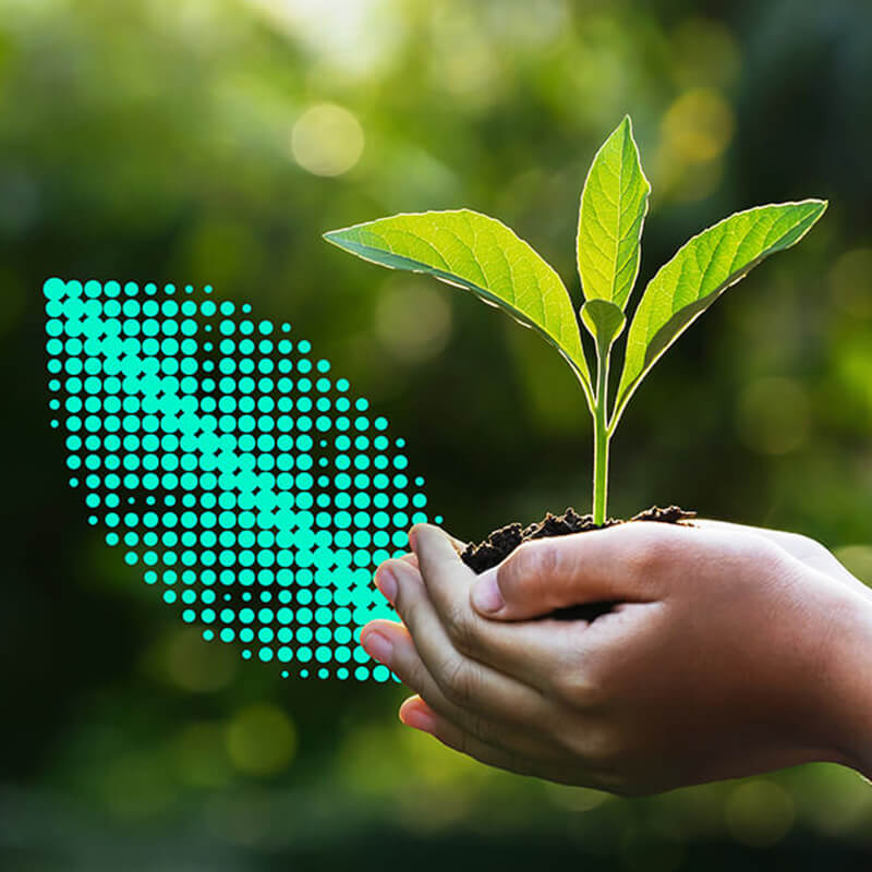 A seedling is sprouting from a handful of soil held in the palm of a person’s hands in front of a blurred forest background.