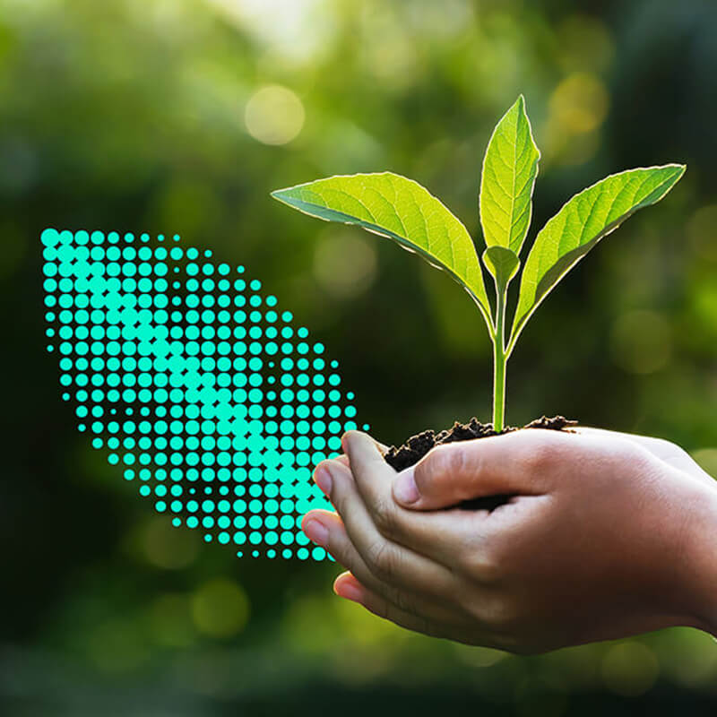 A seedling is sprouting from a handful of soil held in the palm of a person’s hands in front of a blurred forest background.